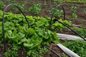 What is a drip irrigation system?