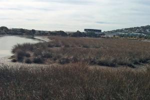 What are marshes?