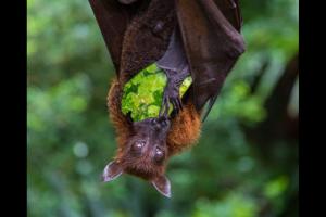 Bat Behavior