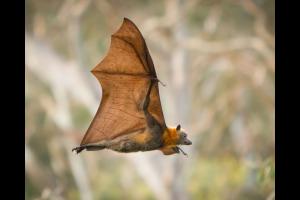 Bat Mating Habits