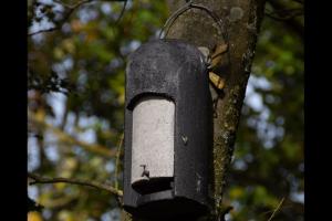 Bat Boxes