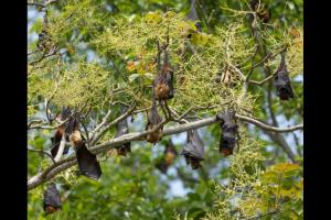 Bat Roosts
