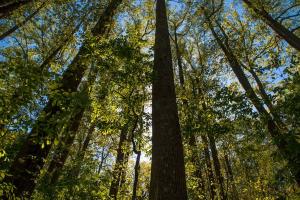 Georgia’s Largest Landowner Controls a Ridiculous 583,000 Acres