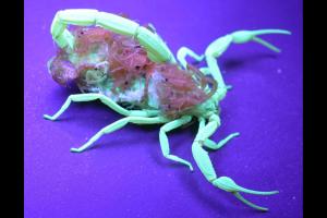 Baby Scorpion: 6 Pictures and 6 Incredible Facts