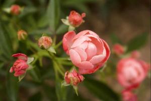 15 Beautiful and Fast-Growing Shrubs to Plant in the Fall
