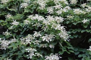 Winterizing Hydrangeas: How to Care for Hydrangeas in Winter