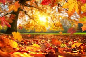 Discover When Leaves Change Color in Kentucky (Plus 5 Places with Beautiful Foliage)