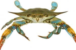 Man Snags the Largest Blue Crab Ever Caught in New York