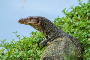 Watch a Woman Completely Flip Out When a Huge Lizard Invades Her Camping Tent