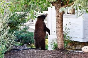 See This Huge Black Bear Join a Birthday Party and Gobble Up the Tacos