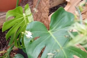 Monstera Leaves Curling? (Revive Monstera with Curling Leaves)