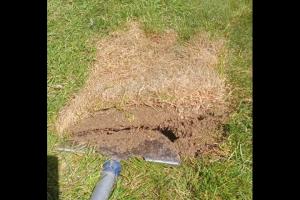 How to Revive Dying Grass