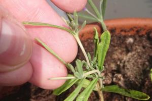 How to Propagate Lavender From Cuttings (Best Method That Actually Works)