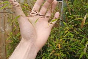 Outdoor Bamboo Leaves Turning Yellow? (How to Save it)