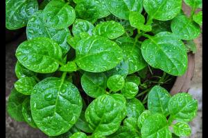 The 8 Best Leafy Green Vegetables You Can Still Plant in October