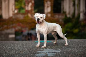 American Bulldog Progression: Growth Chart, Milestones, and Training Tips