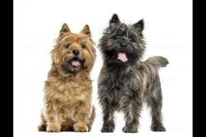 Male vs Female Cairn Terrier: 6 Key Differences