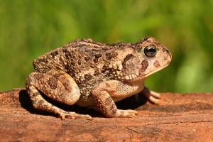 Fowler’s Toad: Lifespan, Size, Appearance, and More!