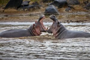 Campers Get a Too Close for Comfort View of Two Huge Hippos Violently Clashing Tusks