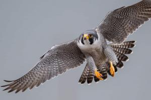 Discover the 3 Types of Falcons Patrolling the North Carolina Sky