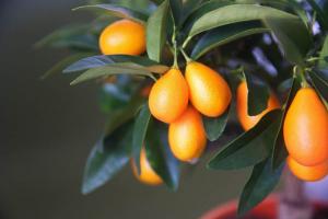 Discover 7 Fruit Trees That Grow In South Texas