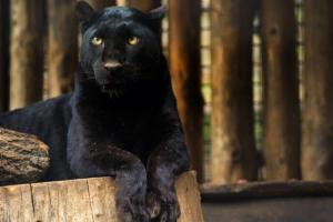 Watch Neighbors Look Out Their Windows Only to See a Black Panther on the Loose