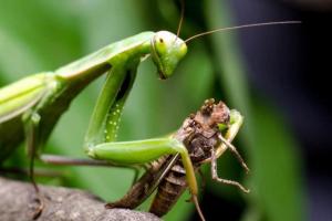 Watch a Speedy Hummingbird Battle a Frisky Praying Mantis for Sweet Nectar