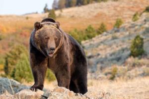 See This Hungry Bear Charge at Two Others Trying to Swim in His River