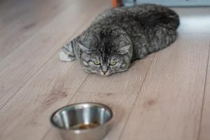 11 Best Homemade Cat Food Recipes