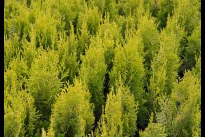 Discover the Best Time of Year to Plant Arborvitae Trees