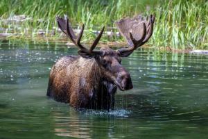 Playful Baby Moose Begins Jumping Around a Backyard to Play With a Dog On the Other Side of a Fence