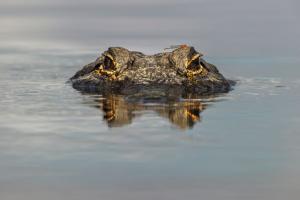 How Many Alligators Live in Louisiana’s Lake Maurepas