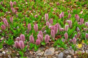 8 Resilient and Beautiful Plants That Thrive In the Tundra