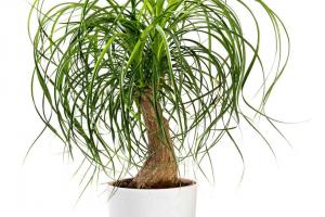 How Often Do You Water Ponytail Palms? 9 Important Tips for a Healthy Plant