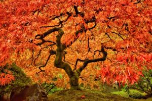 8 Reasons to Think Twice Before Planting a Maple Tree