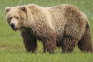 Watch 3 Fisherman Stroll Right Past Two Massive Bears… Fearless or Foolish?