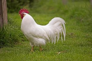 Leghorn Hen vs Rooster: What Are The Differences?