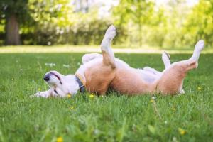 National Beagle Day 2024: Date, Origin, and Ways to Celebrate