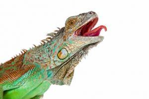 Discover 8 Smells Iguanas Absolutely Hate and Keep Them Out of Your Yard