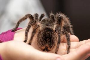 Colorado City Dubbed ‘Tarantula Capital of the World’ Is Bracing Up For Mating Season