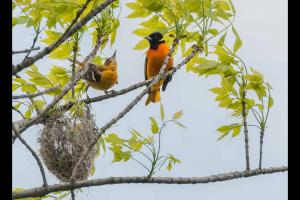 4 Birds That Look Like Orioles and How to Identify Each