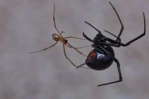 Black Widow Spider Eggs: Identification and Removal Tips