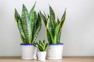 7 Best Indoor Houseplants for Homes with Low Humidity