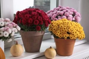 When Do Mums Bloom? Discover Peak Season by Zone