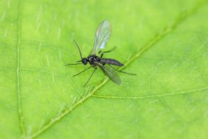 Why Do Gnats Even Exist? Discover Their Purpose in the Environment