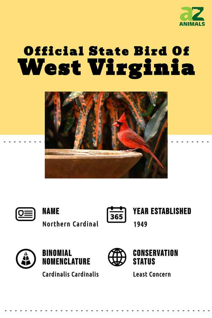 Discover the Official State Bird of West Virginia