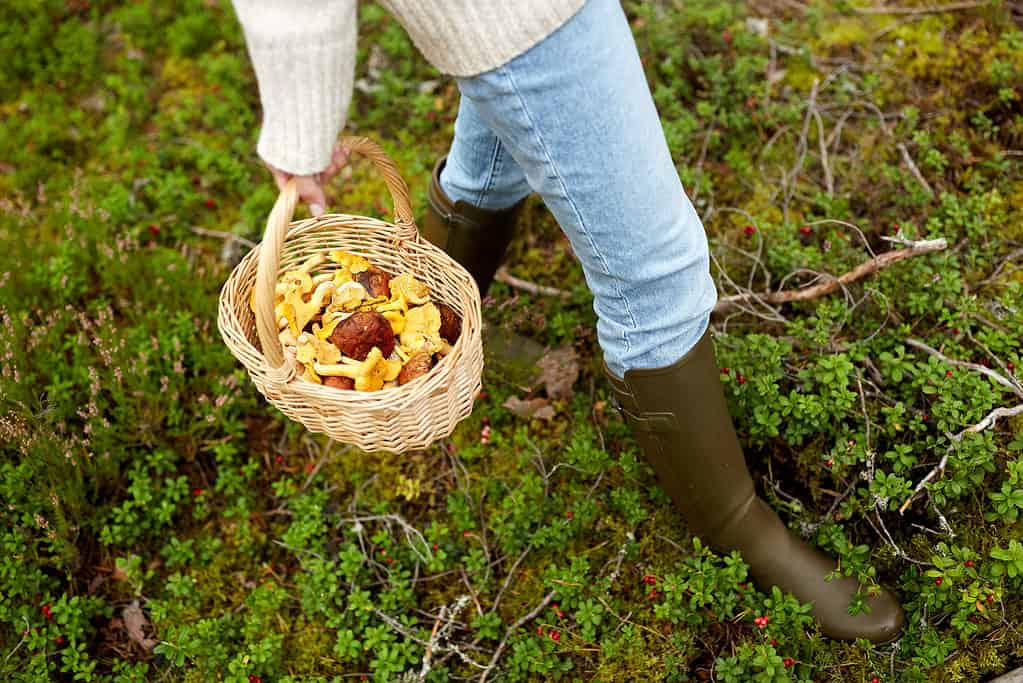 Mushroom Hunting in Georgia: A Complete Guide