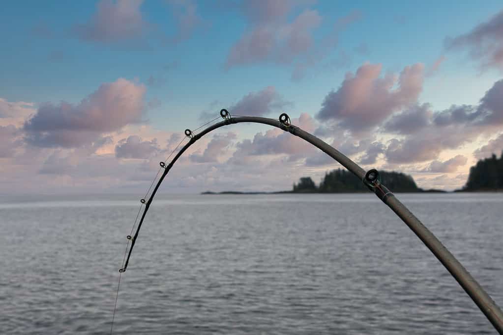 The Largest Grass Carp Ever Caught in Illinois Was a Water Goliath