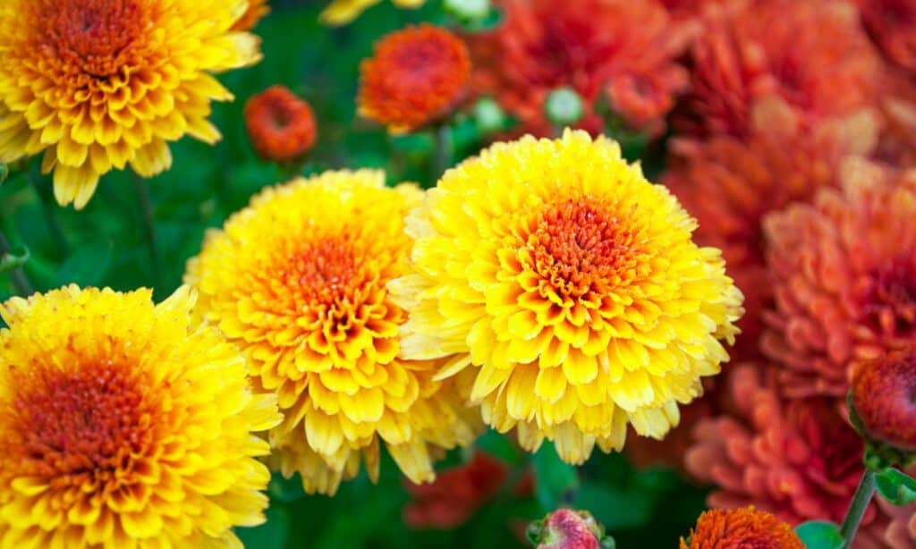 The 11 Most Colorful Fall-Blooming Flowers in Idaho