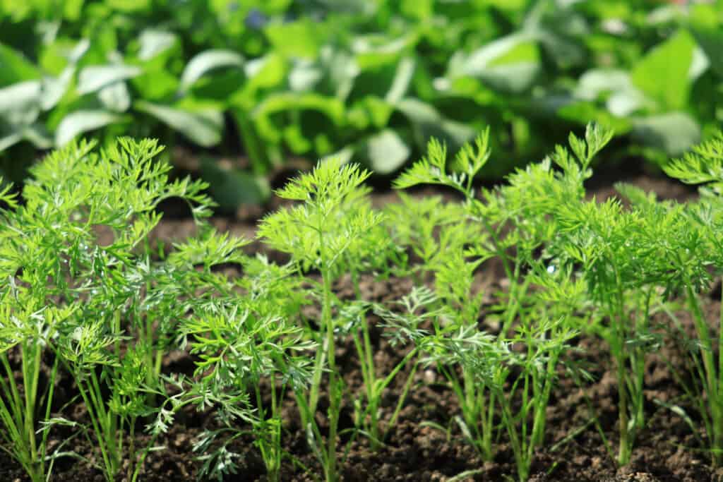 6 Clear Signals Your Carrots Are Ready to Be Harvested (Plus Tips on Storing Them) 